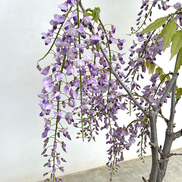 フジ（藤）：品種不明 7号ポット