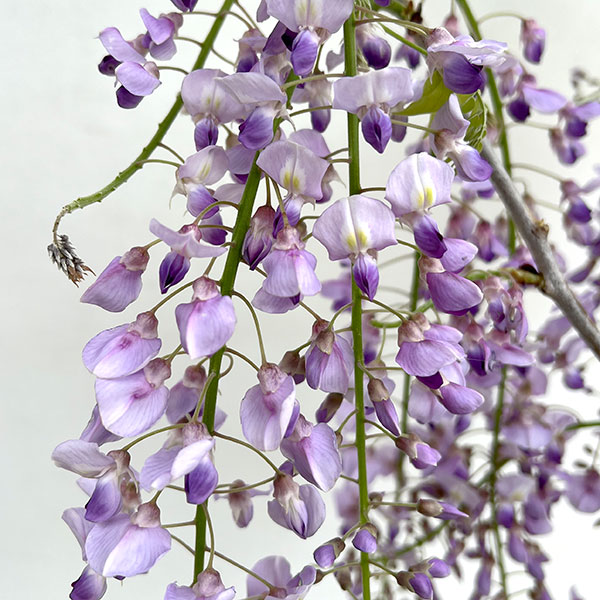 フジ（藤）：品種不明 7号ポット