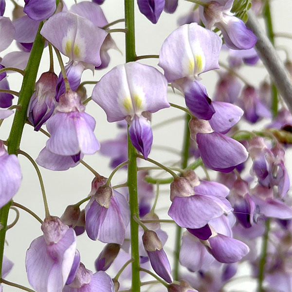 フジ（藤）：品種不明 7号ポット