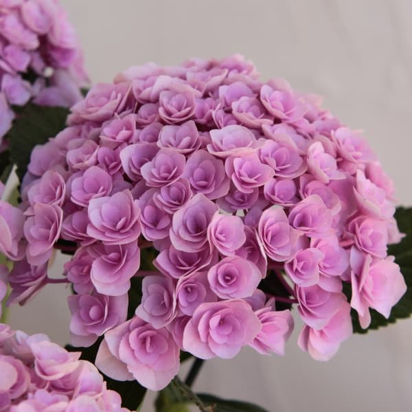 アジサイ：フェアリーキッス（ピンク）5号鉢植え**