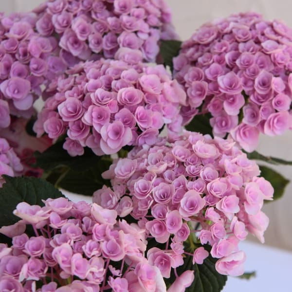 アジサイ：フェアリーキッス（ピンク）5号鉢植え**