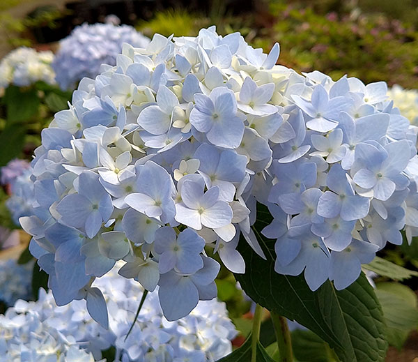 アジサイ:安行四季咲き(アンギョウシキザキ)5号ポット