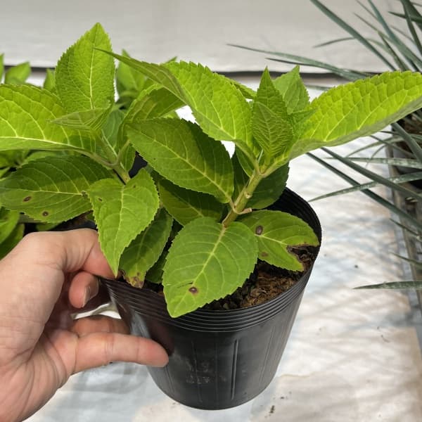 アジサイ:安行四季咲き(アンギョウシキザキ)5号ポット