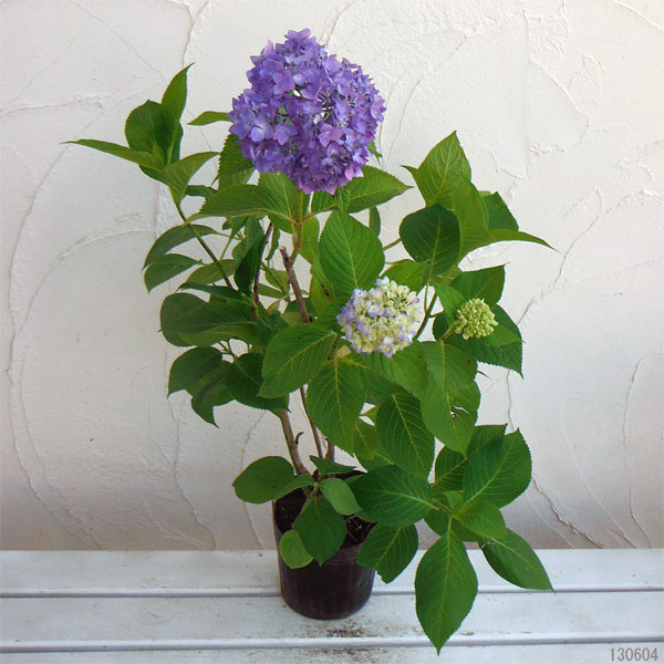 アジサイ:安行四季咲き(アンギョウシキザキ)5号ポット