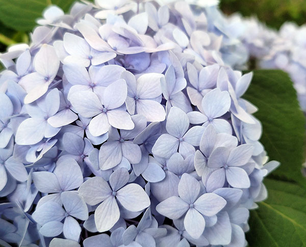 アジサイ:安行四季咲き(アンギョウシキザキ)5号ポット