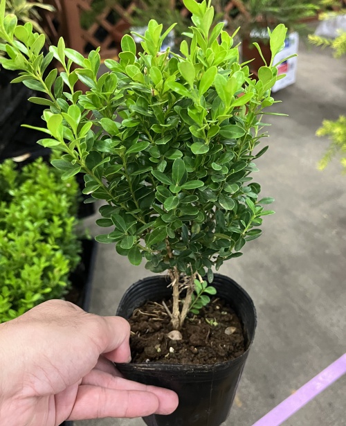 クサツゲ4号ポット