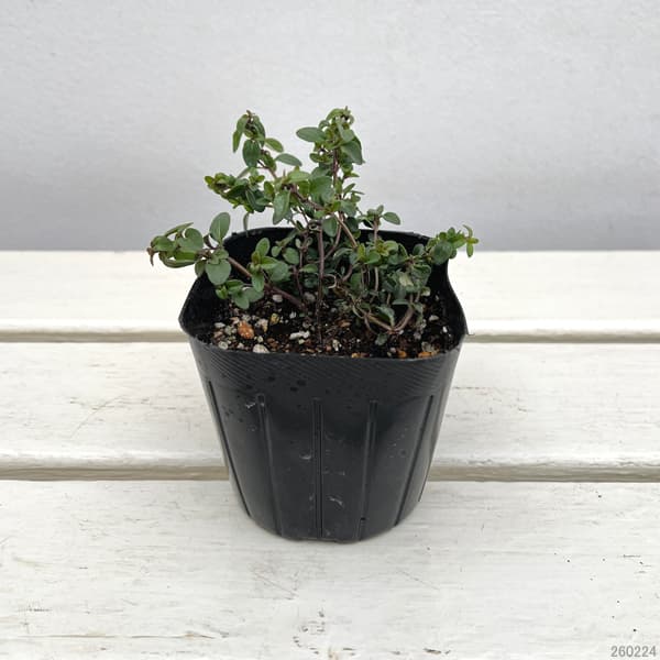 タイム（ほふく性）：クリーピングタイム3号ポット 6株セット