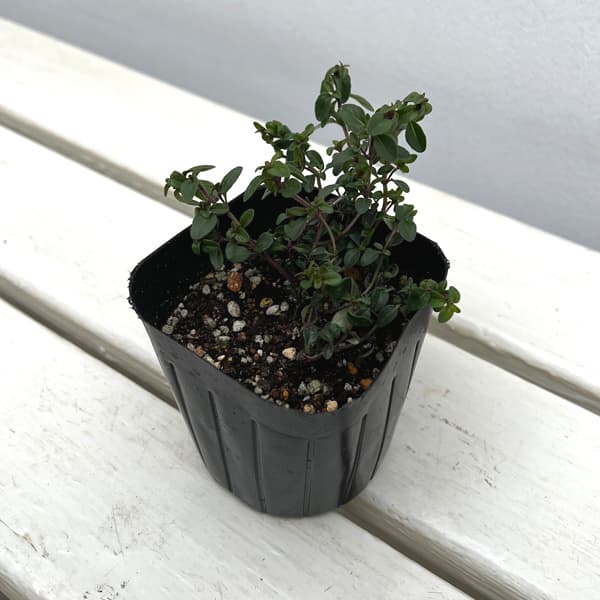 タイム（ほふく性）：クリーピングタイム3号ポット 6株セット