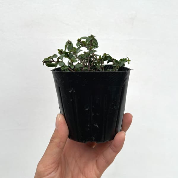 タイム（ほふく性）：クリーピングタイム3号ポット 6株セット