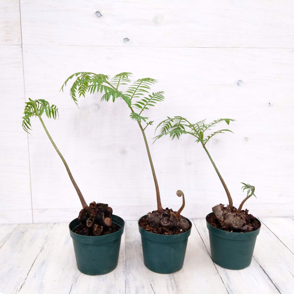 リュウビンタイ 3.5号鉢