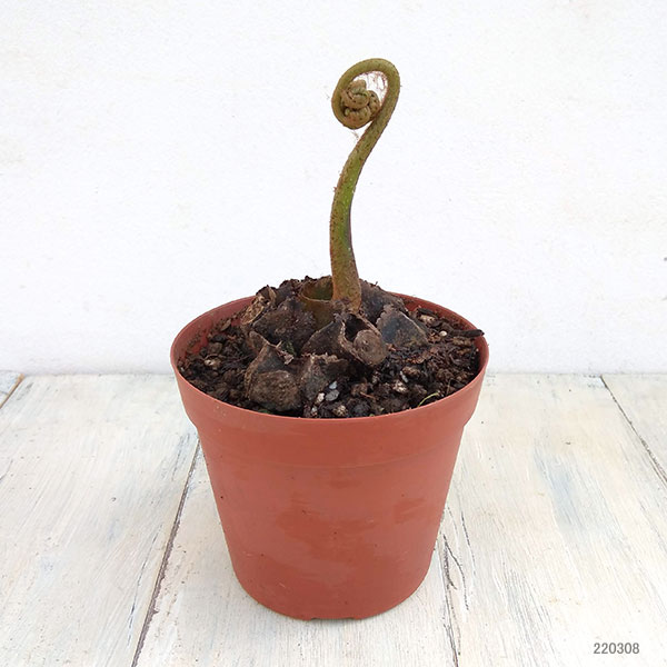 リュウビンタイ 3.5号鉢