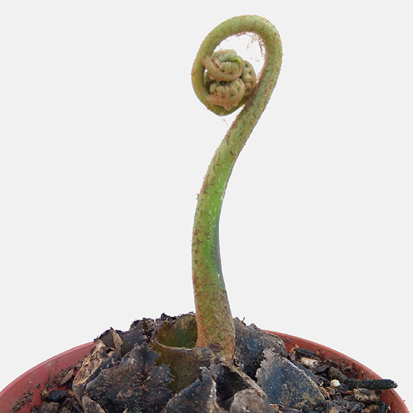 リュウビンタイ 3.5号鉢