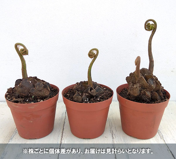 リュウビンタイ 3.5号鉢