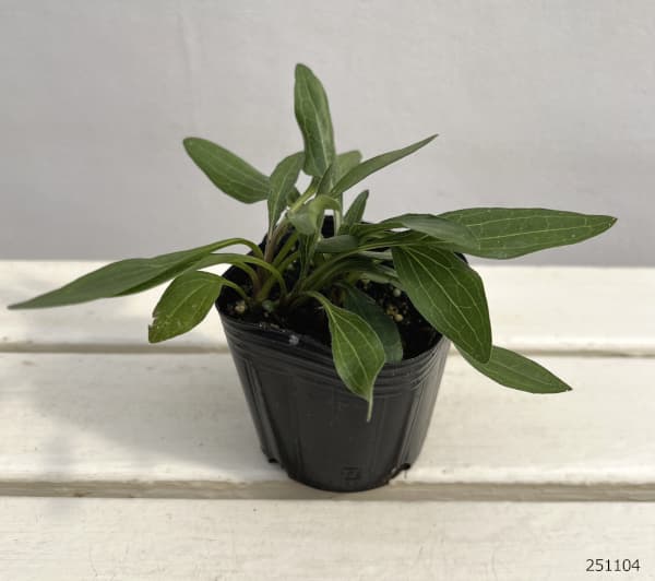 エキナセア：サザンベル3号ポット