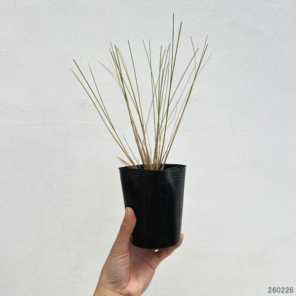 ミューレンベルギア:カピラリス3-3.5号ポット