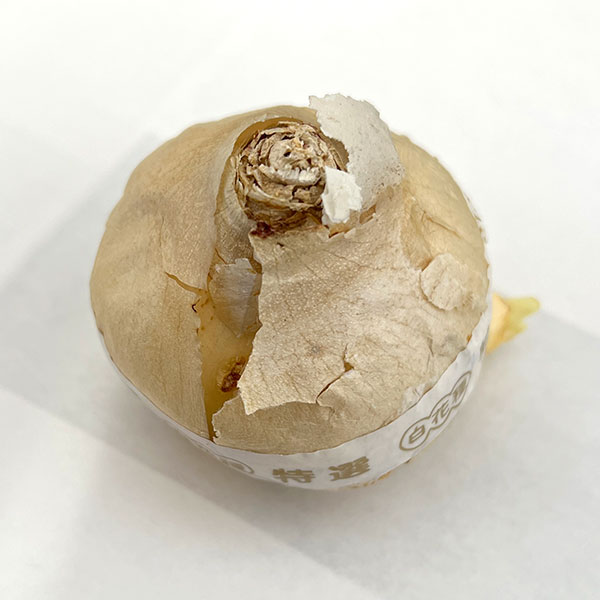 ヒヤシンス大球：カーネギー（白）1球