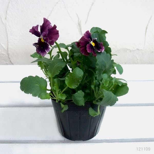 園芸ネット本店｜パンジー：フリズルシズル バーガンディー3～3.5号