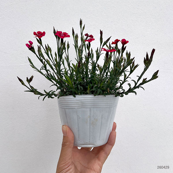 [送料無料]ダイアンサス：デルトイデス　チェリーレッド3～3.5号ポット 6株セット