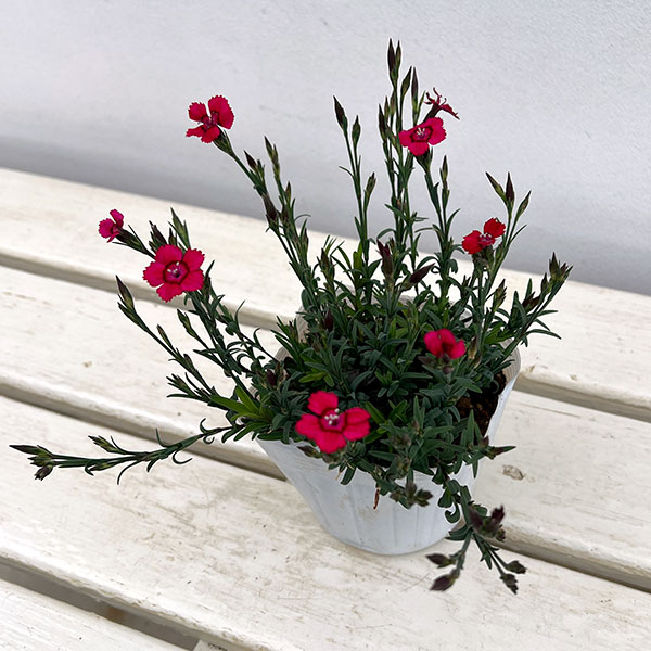 [送料無料]ダイアンサス：デルトイデス　チェリーレッド3～3.5号ポット 6株セット