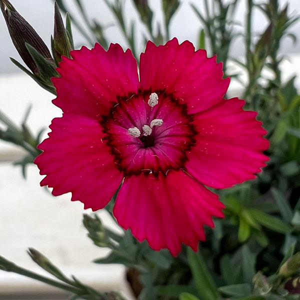 [送料無料]ダイアンサス：デルトイデス　チェリーレッド3～3.5号ポット 6株セット