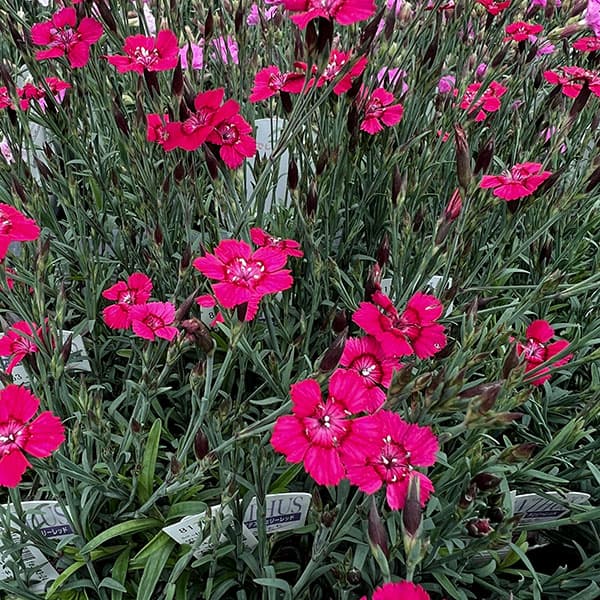 [送料無料]ダイアンサス：デルトイデス　チェリーレッド3～3.5号ポット 6株セット