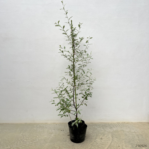 ロシアンオリーブ(ホソバグミ)6号ポット