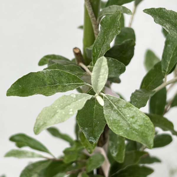 ロシアンオリーブ(ホソバグミ)6号ポット