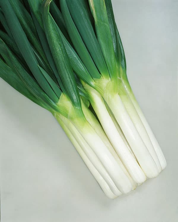 ネギ（太ねぎ・葱）種：SUKIYAKI（すきやき）*[タネ]