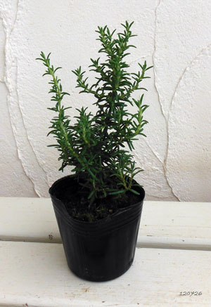 ローズマリー(ほふく性):ブルーボーイ3号ポット