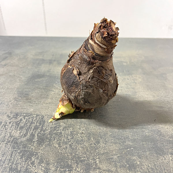 アマリリス：SP.パピリオ大球1球