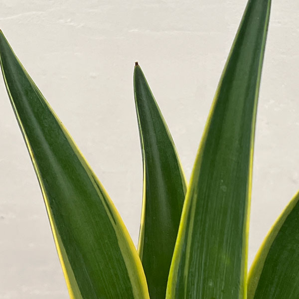 アガベ:ベネズエラ錦(斑入り)5号鉢植え