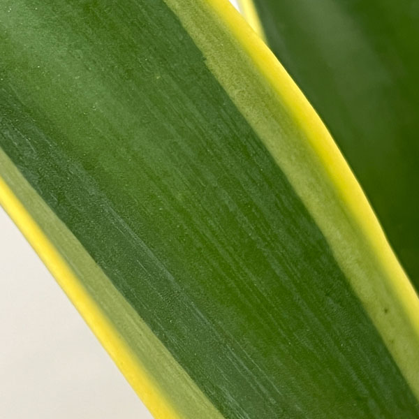 アガベ:ベネズエラ錦(斑入り)5号鉢植え