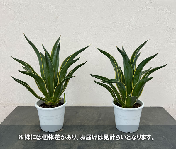 アガベ:ベネズエラ錦(斑入り)5号鉢植え