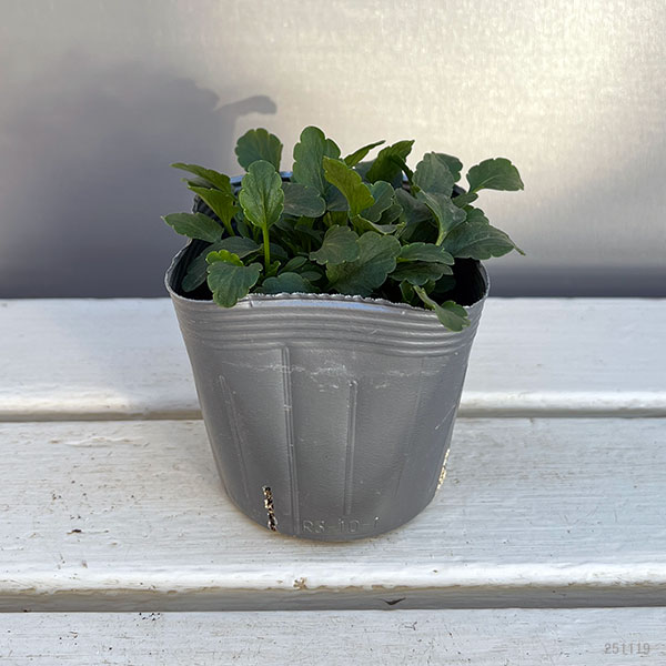 うえたコレクションビオラ：サンセットオーシャン3.5号ポット