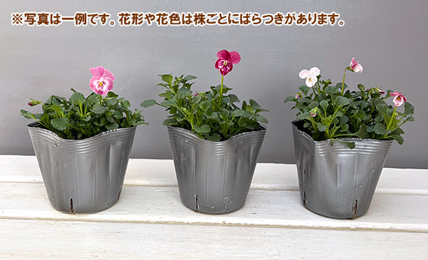 園芸ネット本店｜うえたコレクションビオラ：スイートラブ3.5号ポット