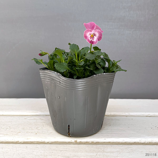 うえたコレクションビオラ：スイートラブ3.5号ポット