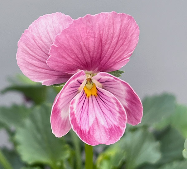 園芸ネット本店｜[送料無料]うえたコレクションビオラ：スイートラブ