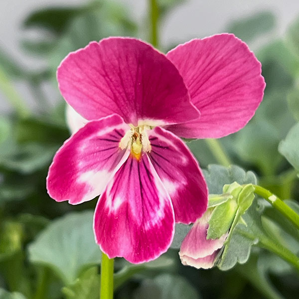 園芸ネット本店｜うえたコレクションビオラ：スイートラブ3.5号ポット