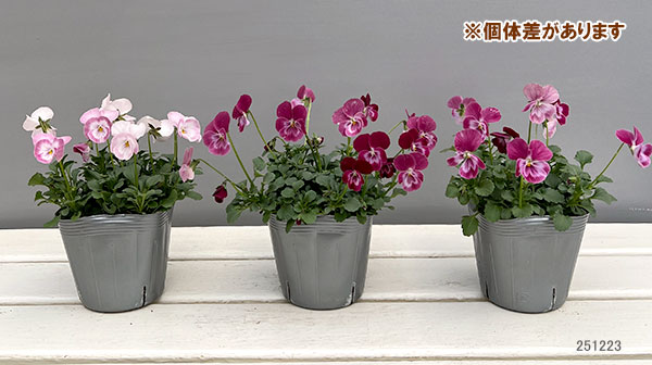 うえたコレクションビオラ：スイートラブ3.5号ポット