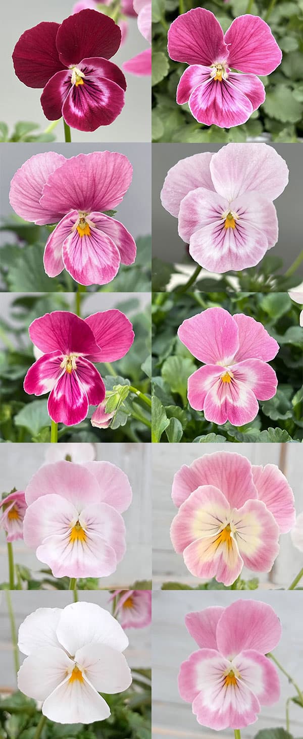 うえたコレクションビオラ：スイートラブ3.5号ポット