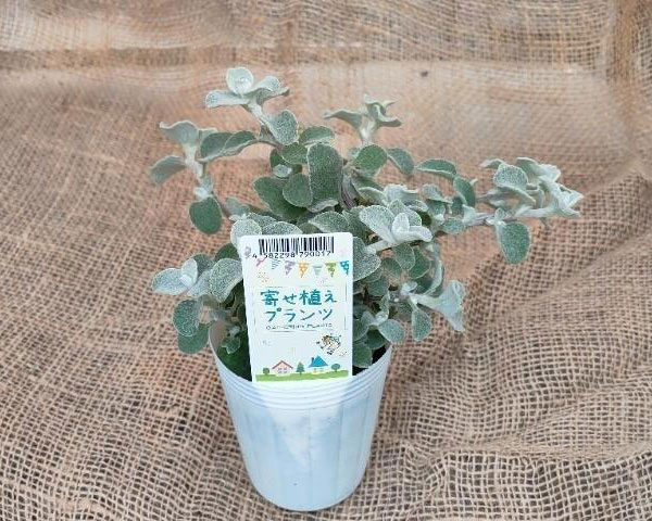 [25年12月上中旬予約]ヘリクリサム：ペティオラレ2.5号ポット