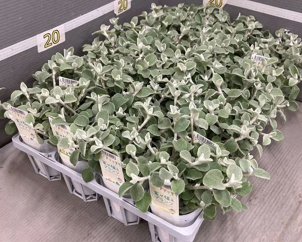 [25年12月上中旬予約]ヘリクリサム：ペティオラレ2.5号ポット