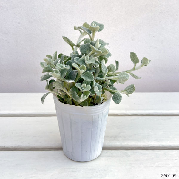 ヘリクリサム:ペティオラレ2.5号ポット