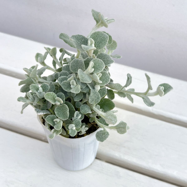 ヘリクリサム:ペティオラレ2.5号ポット