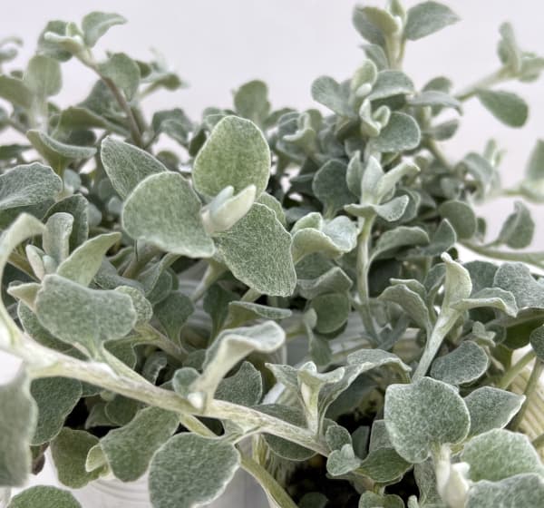 ヘリクリサム:ペティオラレ2.5号ポット