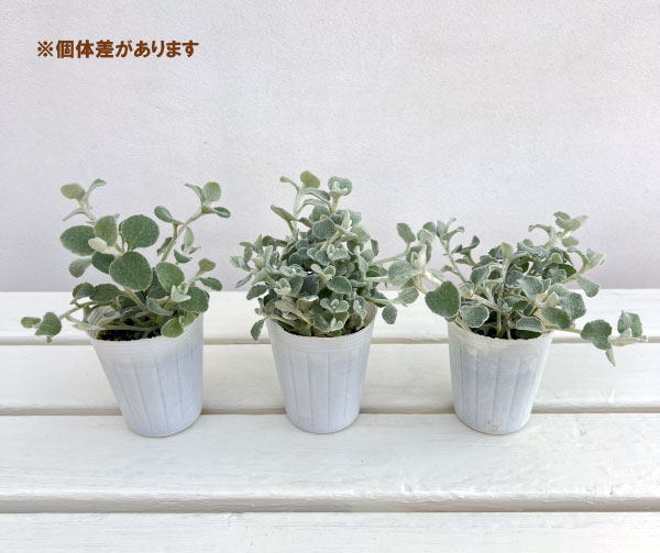 ヘリクリサム:ペティオラレ2.5号ポット