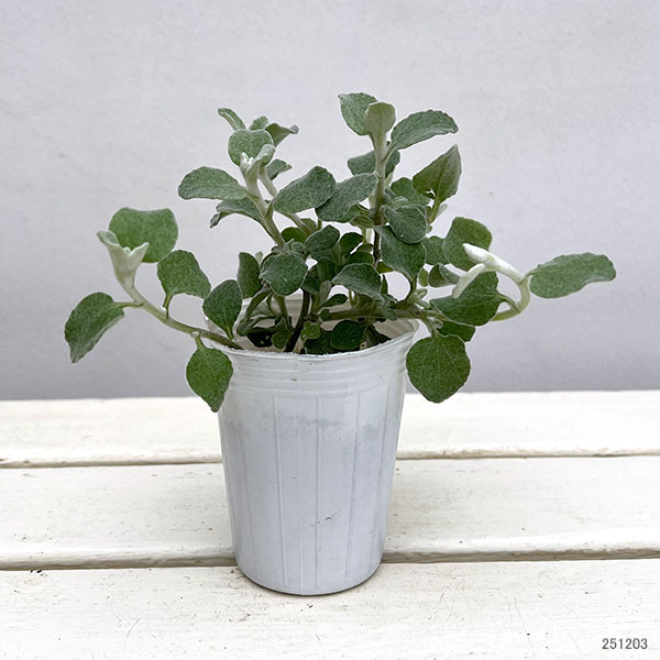 ヘリクリサム:ペティオラレ2.5号ポット