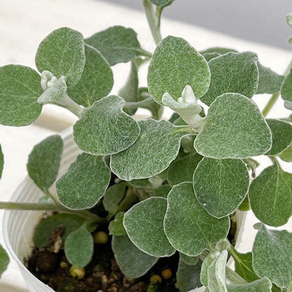 ヘリクリサム:ペティオラレ2.5号ポット