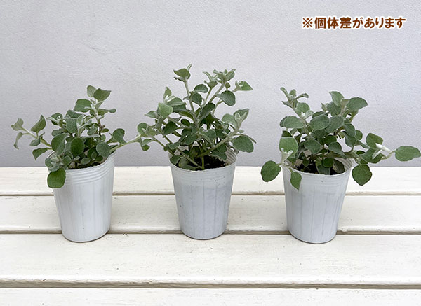 ヘリクリサム:ペティオラレ2.5号ポット