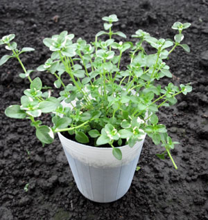 タイム（ほふく性）：フォックスリー2.5号ロングポット